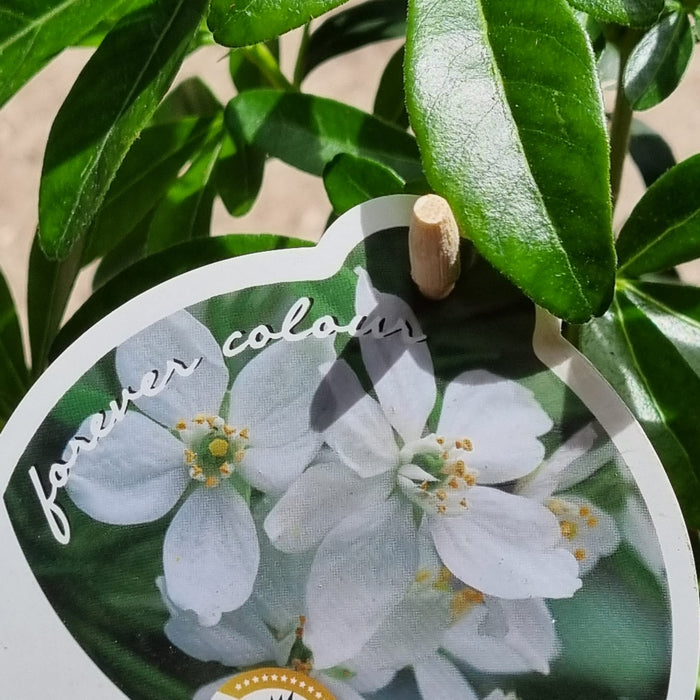 VE CHOISYA 'Ternata' 17cm