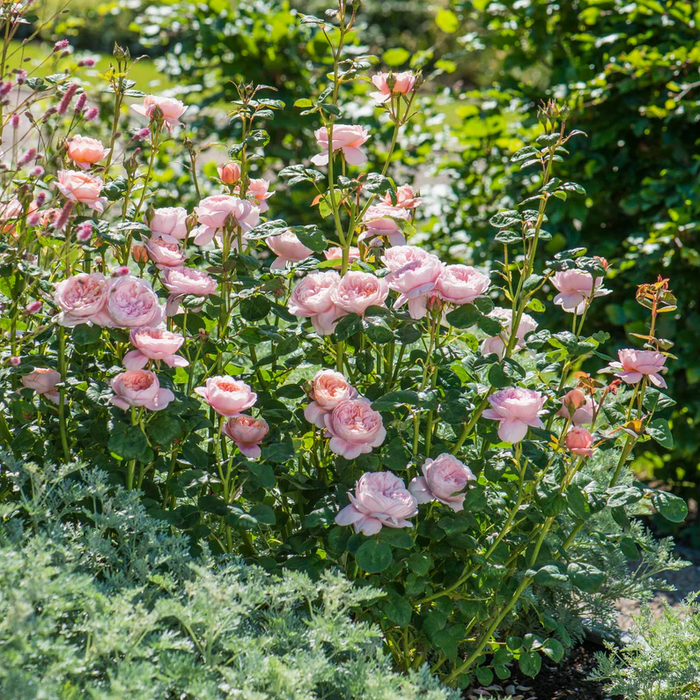 DAVID AUSTIN ROSES - Queen Of Sweden