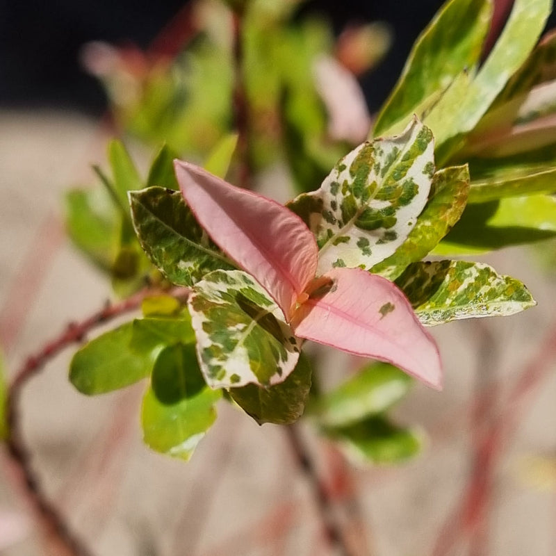 SALIX Int. Flamingo