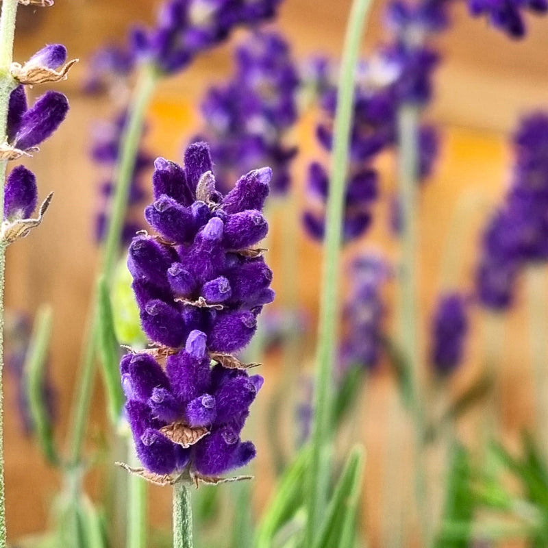 LAVANDULA ang Hidcote 19cm