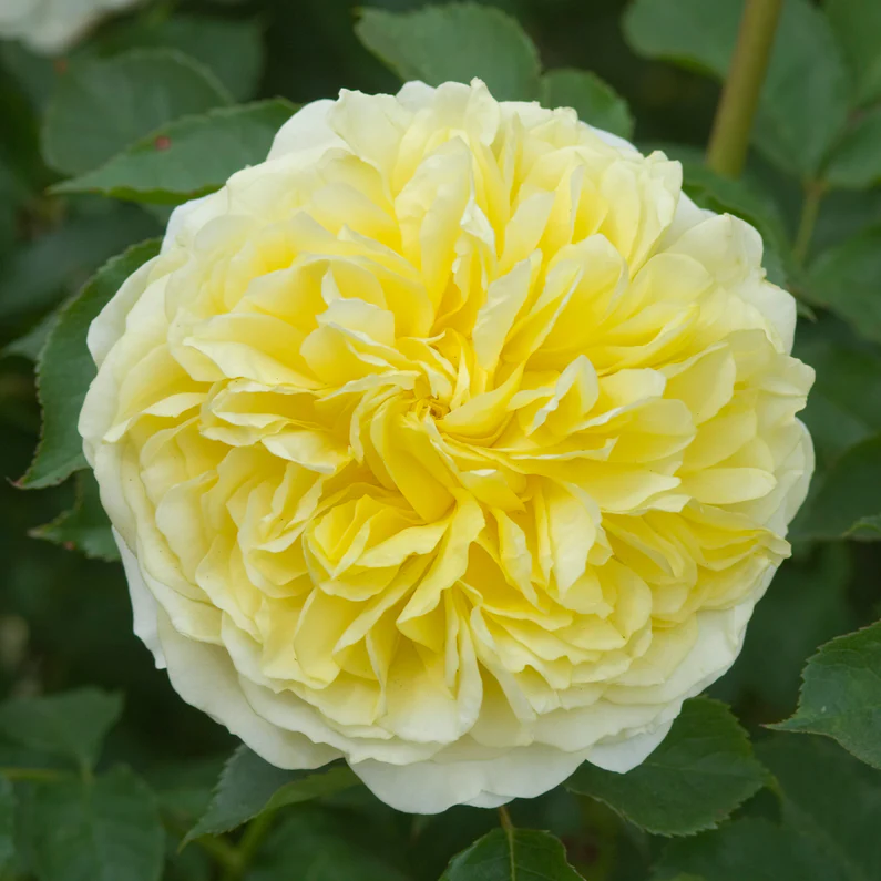 DAVID AUSTIN ROSES - The Pilgrim Climbing 6ltr