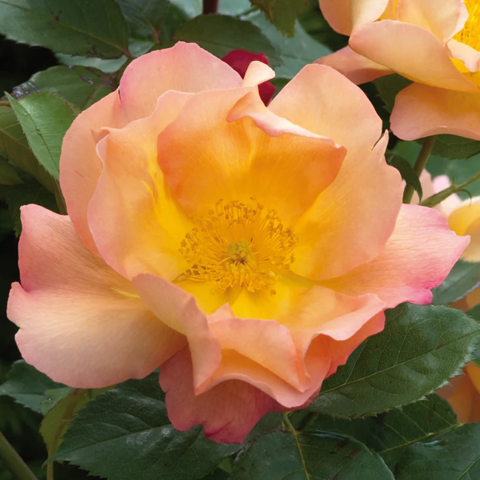 DAVID AUSTIN ROSES - Fighting Temeraire