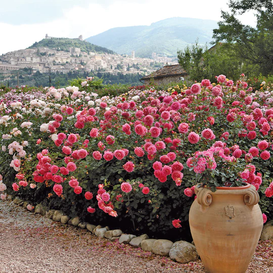 DAVID AUSTIN ROSES - Jubilee Celebration