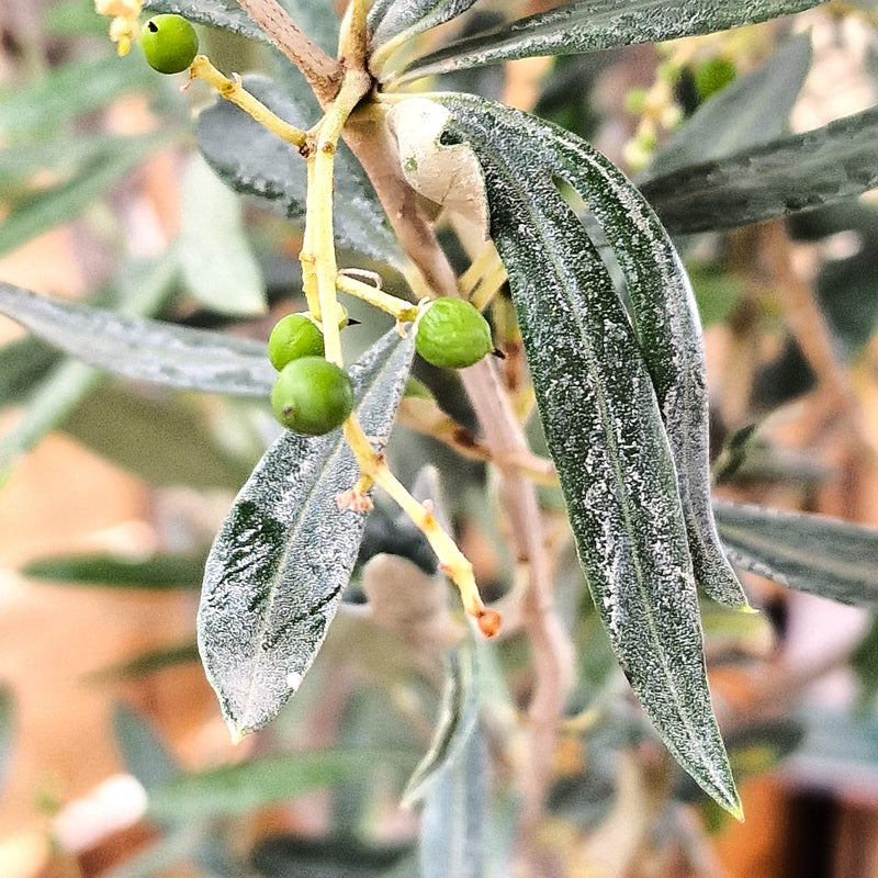 OLEA Europaea 3/4STD 18L