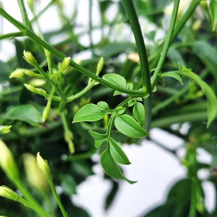 JASMINUM bow 12cm Pot