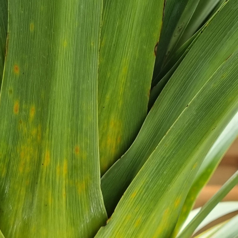 CORDYLINE Australis SPEC