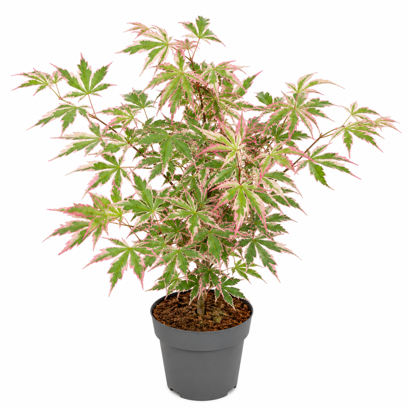ACER Butterfly 3ltr