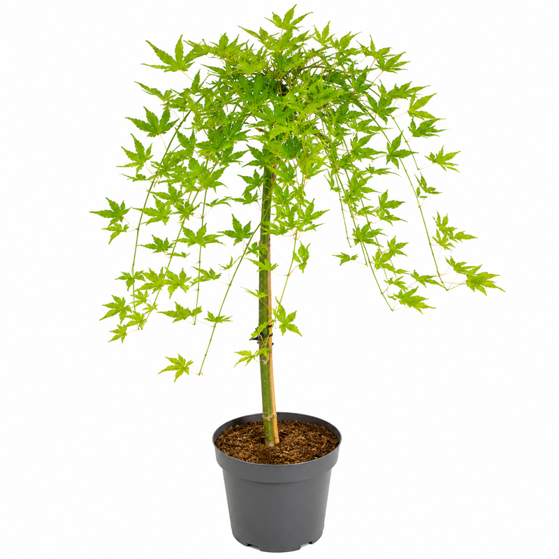 ACER Cascade Citrine 6.5ltr