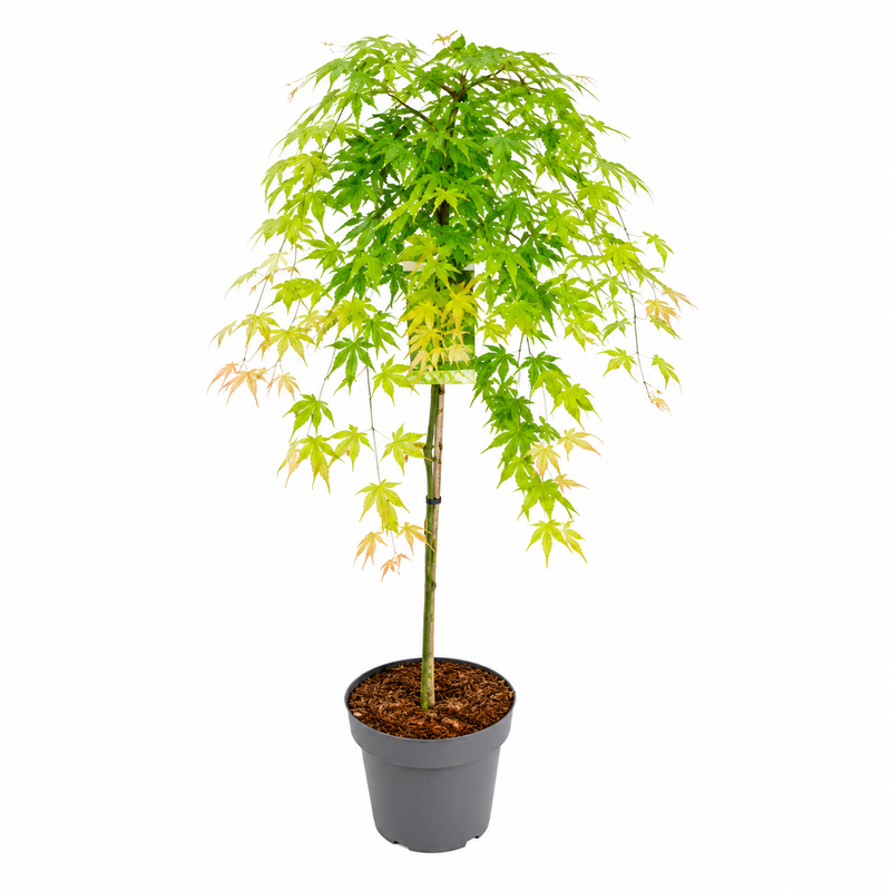 ACER Cascade Emerald 6.5ltr