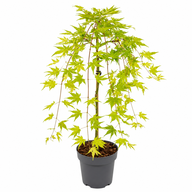 ACER Cascade Gold 6.5ltr