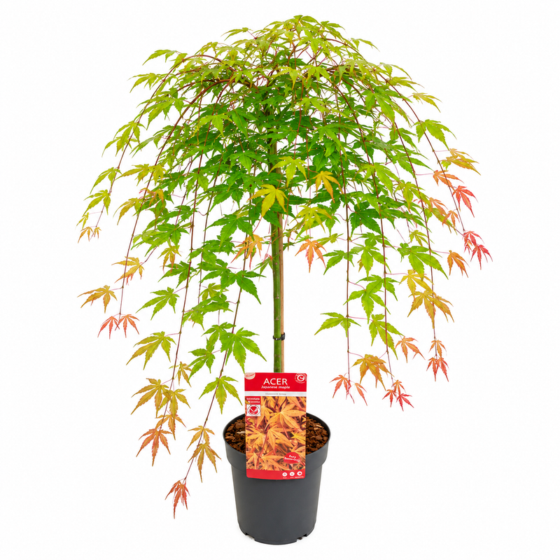 ACER Cascade Ruby 6.5ltr