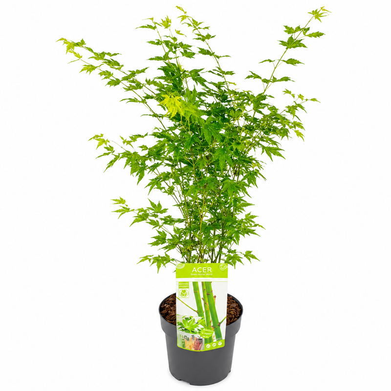 ACER Going Green 19cm