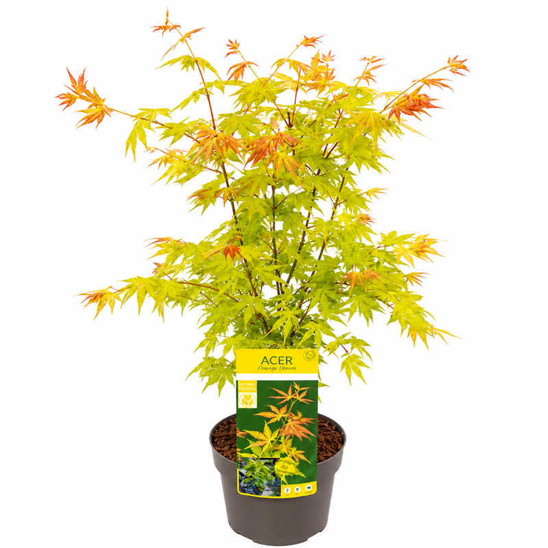 ACER Orange Dream 19cm
