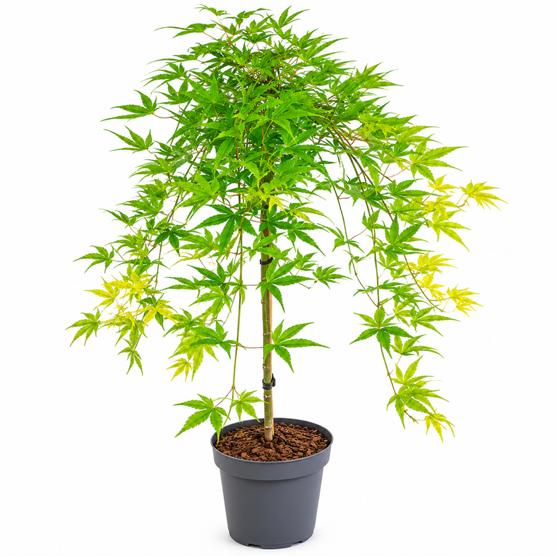 ACER Ryusen 6.5ltr