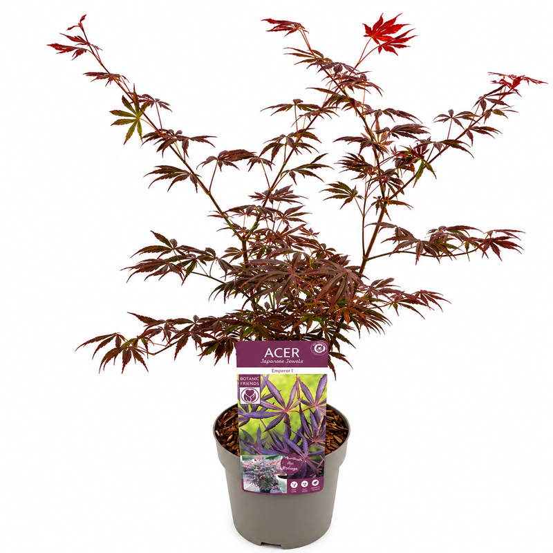 ACER Trompenburg 19cm