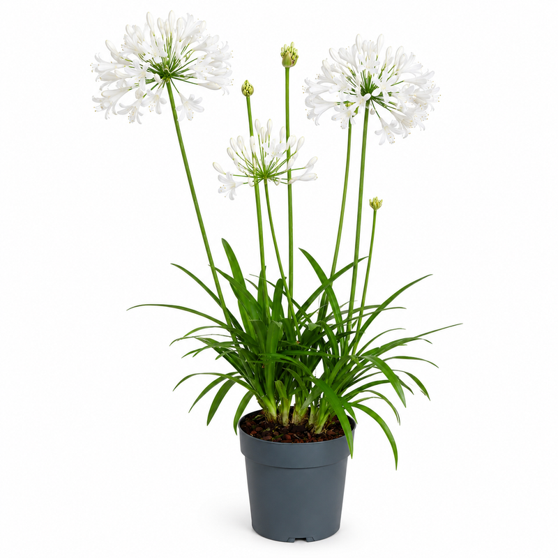 AGAPANTHUS Summer Love White