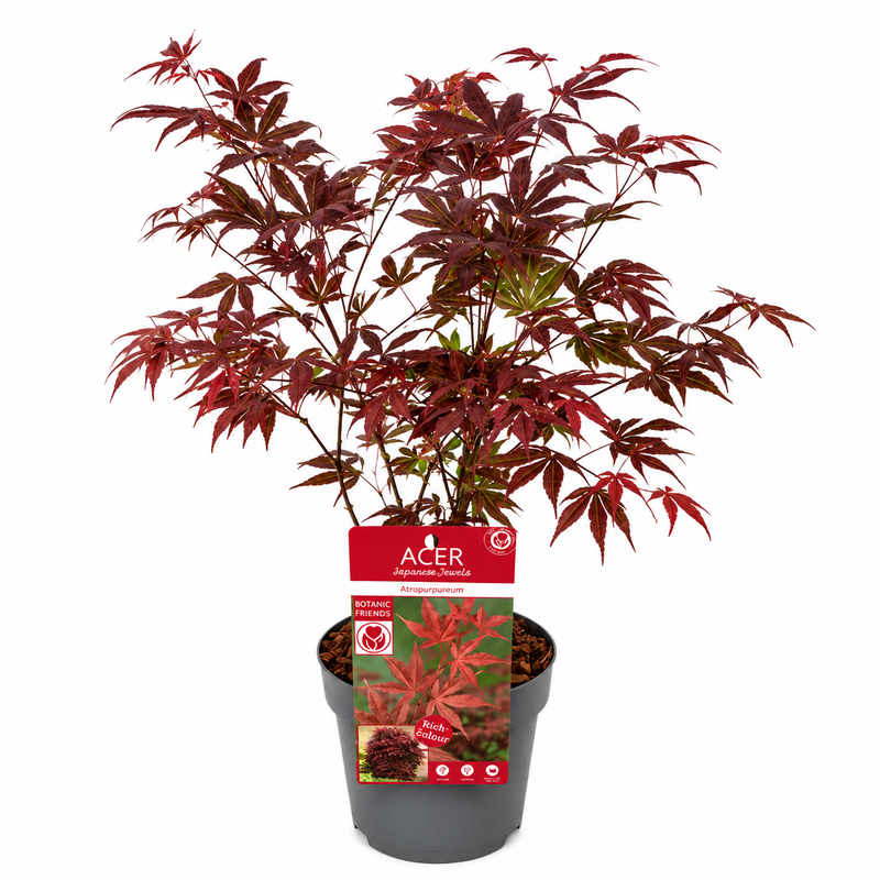 ACER Atropurpureum 19cm