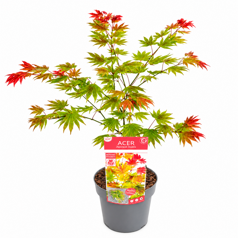 ACER Moonrise 19cm