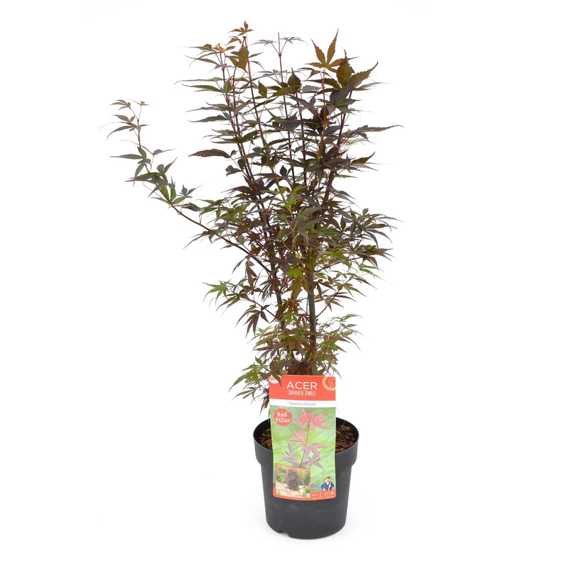 Acer palmatum 'Skeeter's Broom' 3L