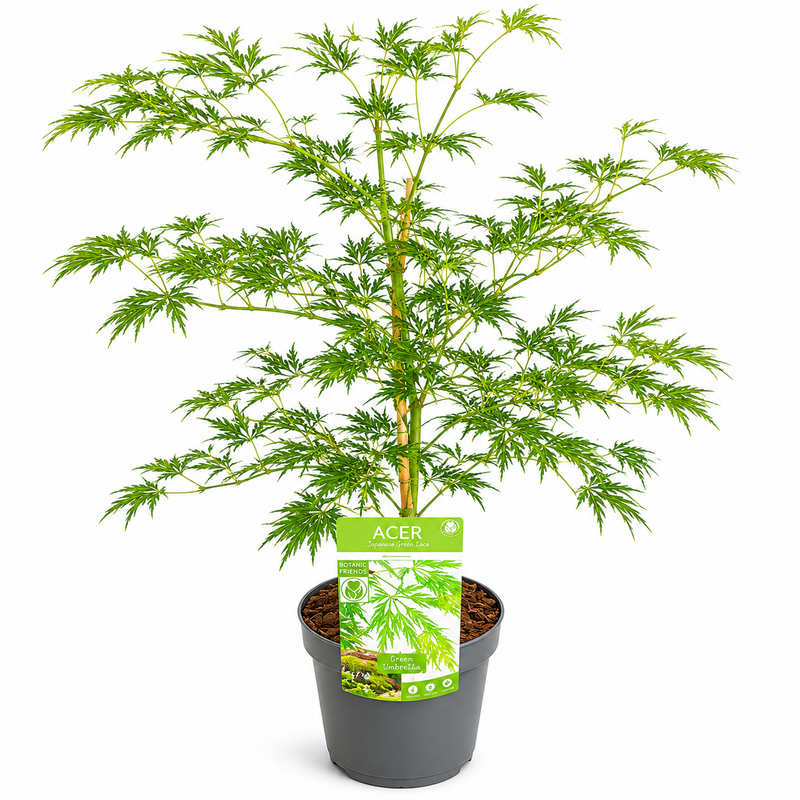 ACER palmatum 'Dissectum' 19cm
