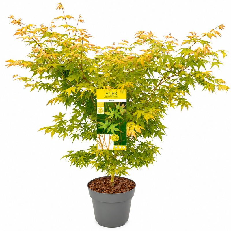 ACER  Palmatum Bi-Hoo