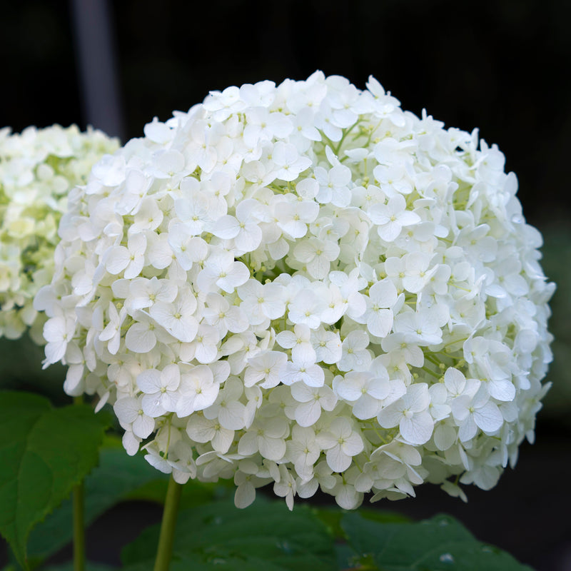 HYDRANGEA arb. Annabelle 31cm