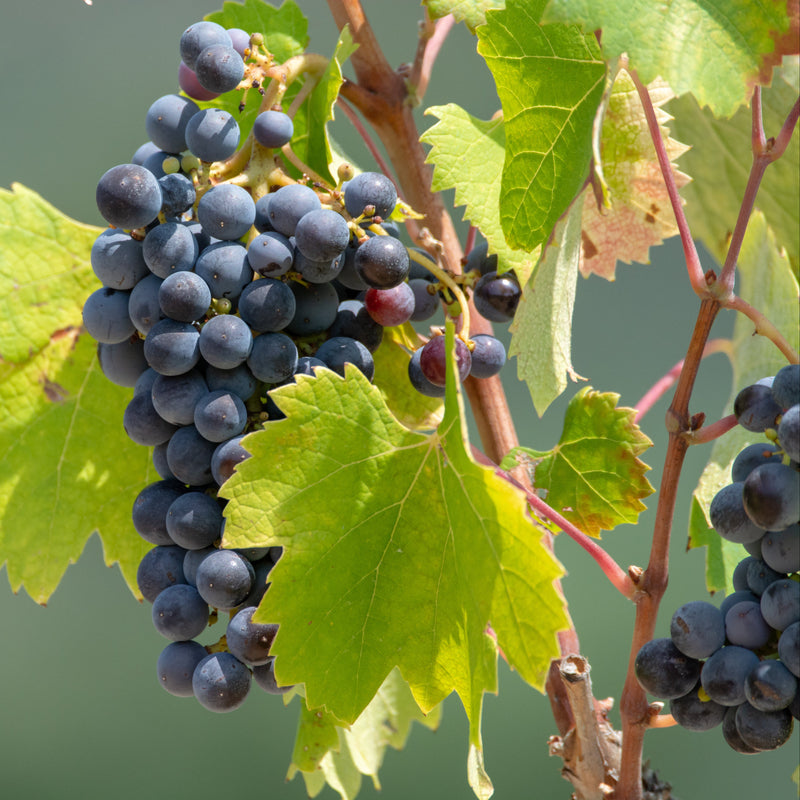 VITIS Grape Vanessa 15cm