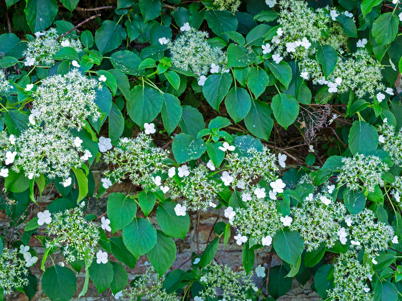 HYDRANGEA Petiolaris P15