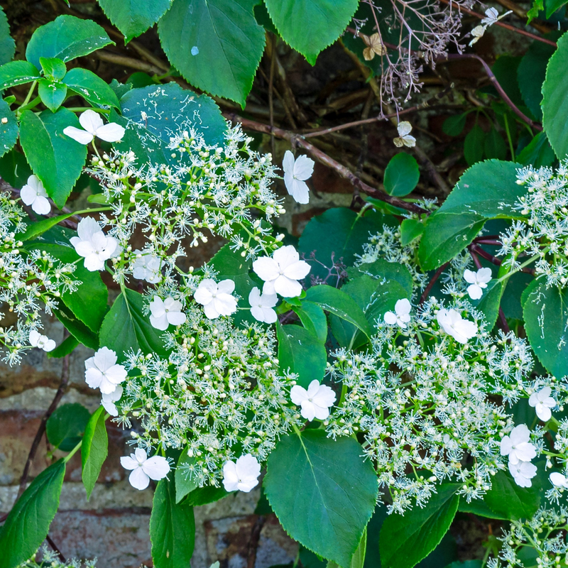HYDRANGEA Petiolaris P15