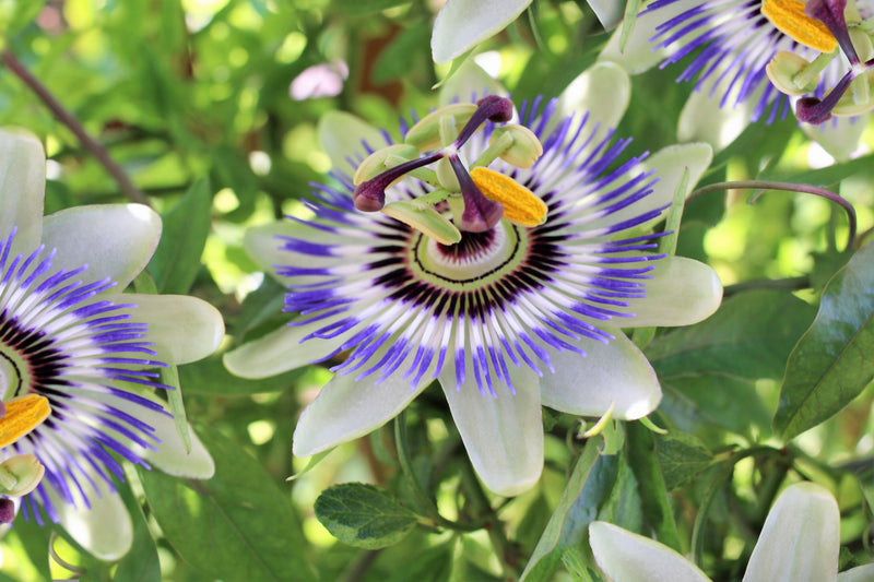 PASSIFLORA caerulea 15cm