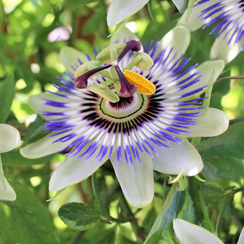 PASSIFLORA caerulea 15cm