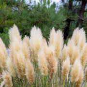 A cluster of fluffy beige pampas grass stalks in full bloom, set against a natural background of green pine trees and foliage.