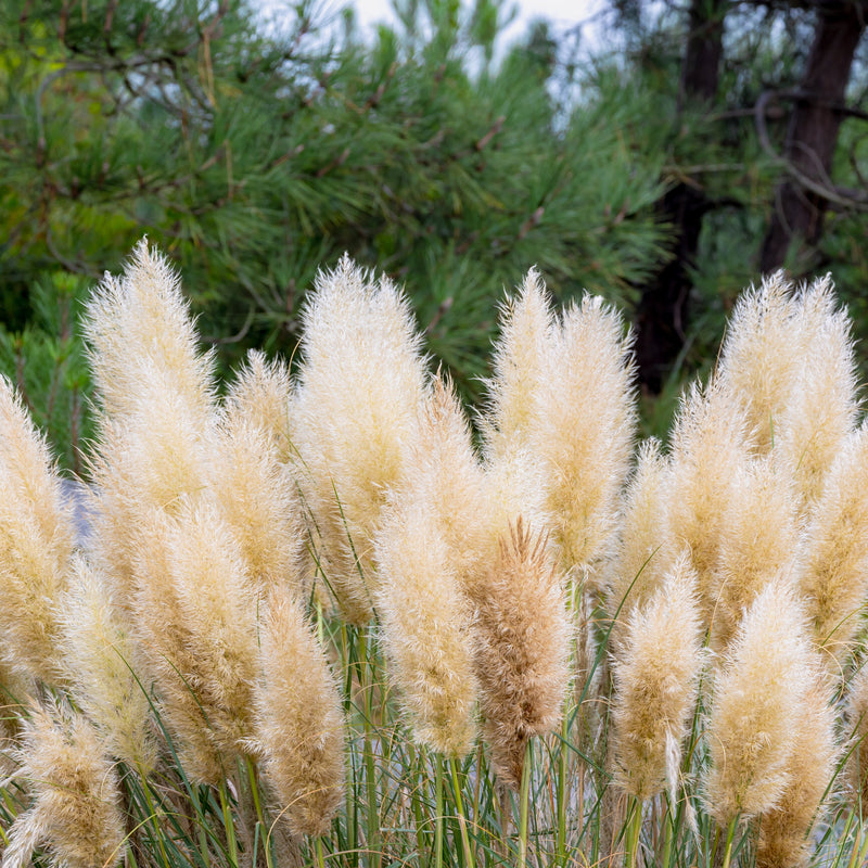 A cluster of fluffy beige pampas grass stalks in full bloom, set against a natural background of green pine trees and foliage.