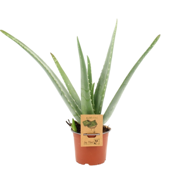 ALOE VERA 12cm O