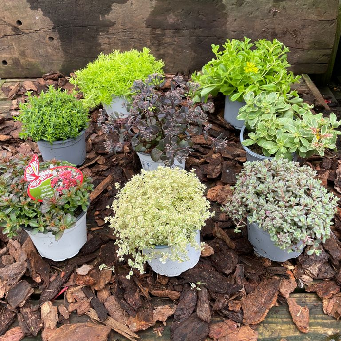 Perennial Bundle Q (3 x Pot Alpines 13cm)