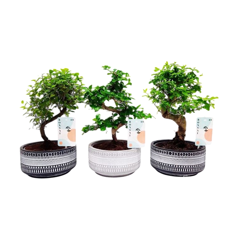 BONSAI Mixed B-Tribal 15cm