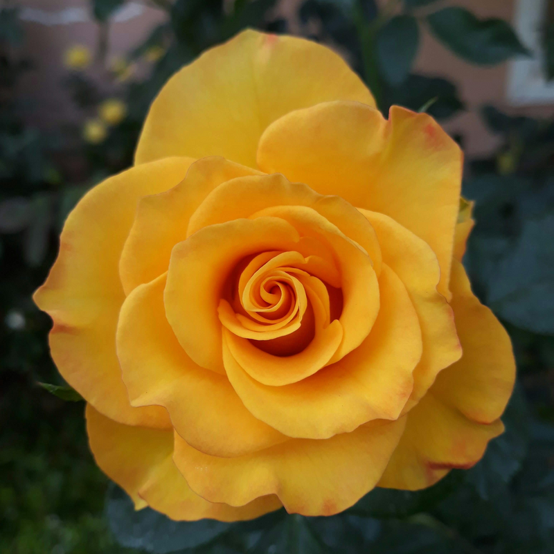 BUSH ROSE - My Lovely Mum 3ltr