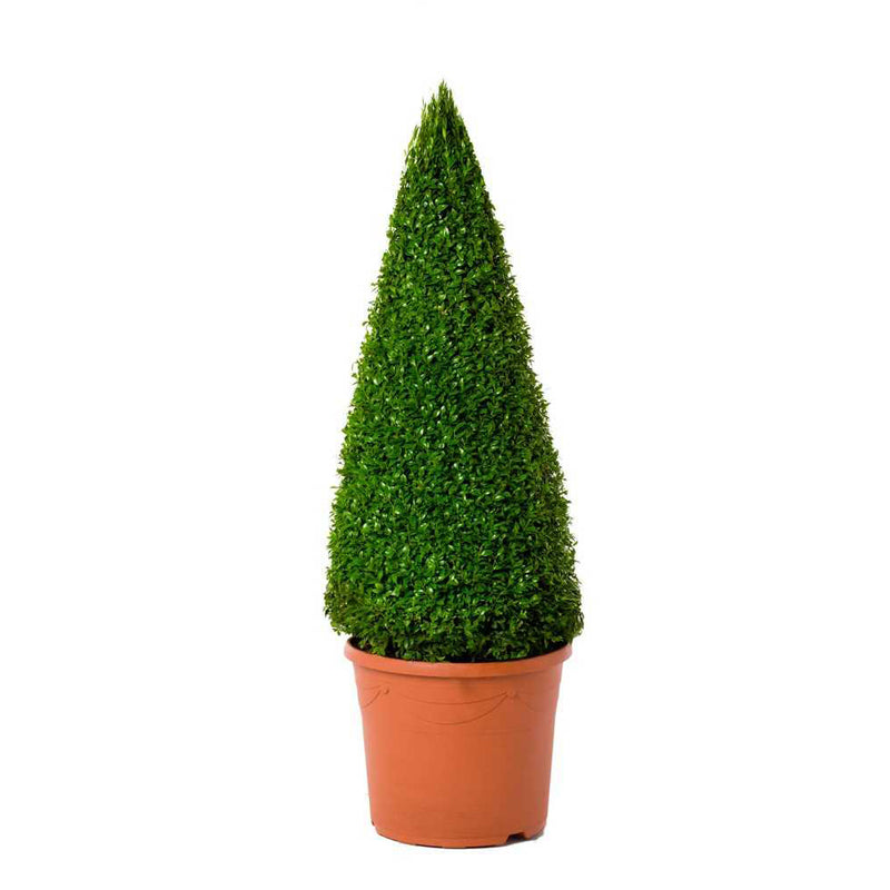 BUXUS Semp. Pyramid B