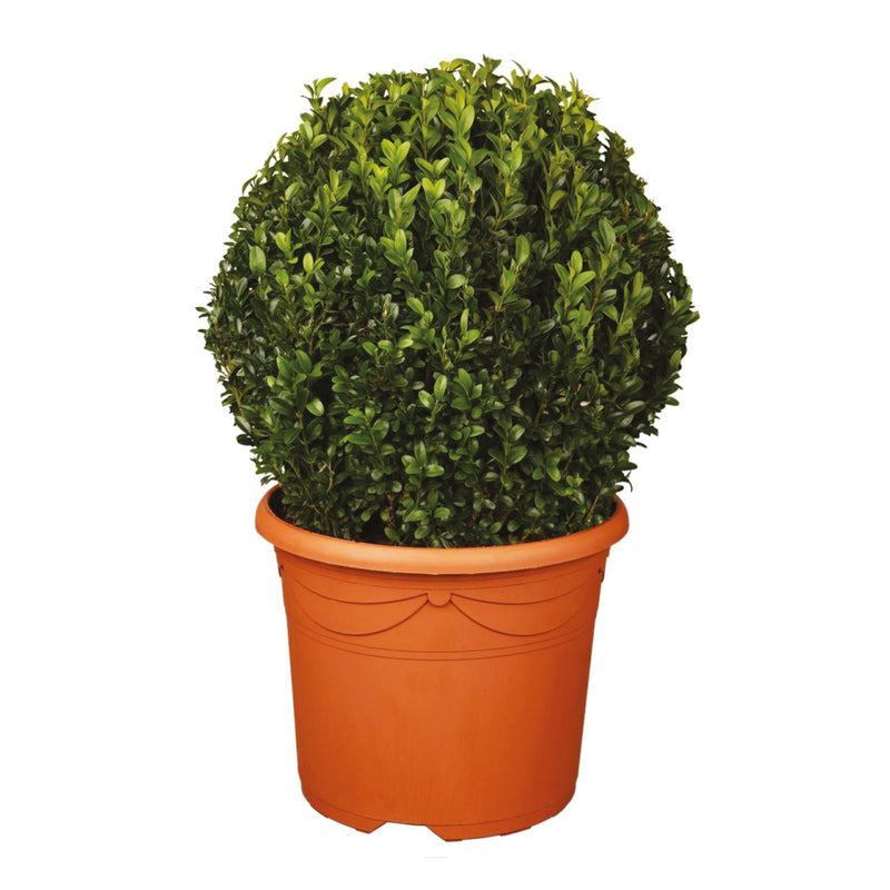 BUXUS sempervirens Ball 45/+