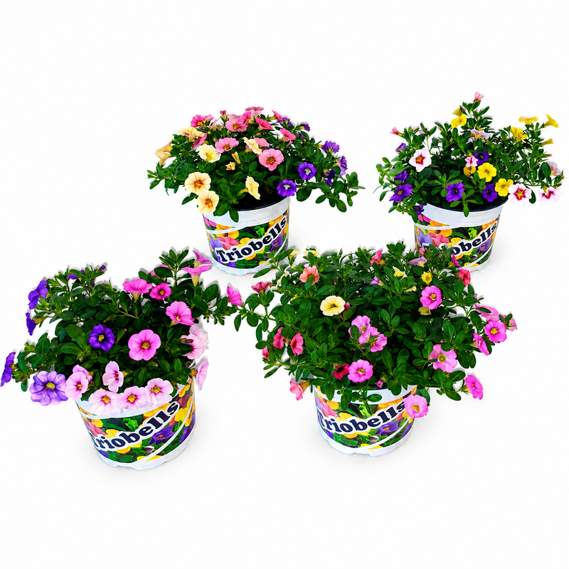 CALIBRACHOA Triobells Pastel 13cm