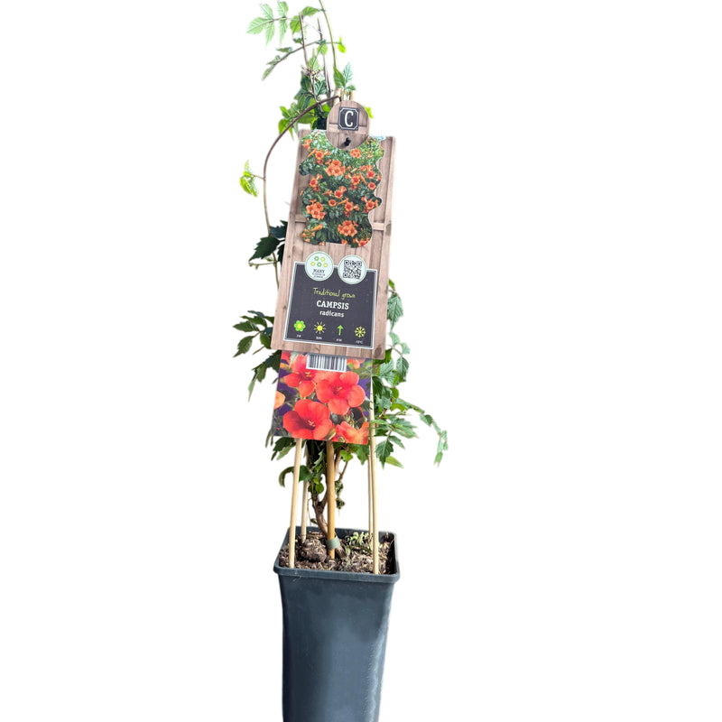 CAMPSIS radicans 17cm