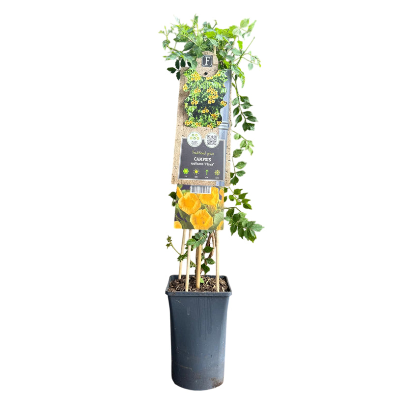 CAMPSIS radicans Flava 17cm