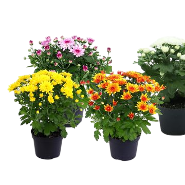 CHRYSANTHEMUM Rosanna Carneval 13cm