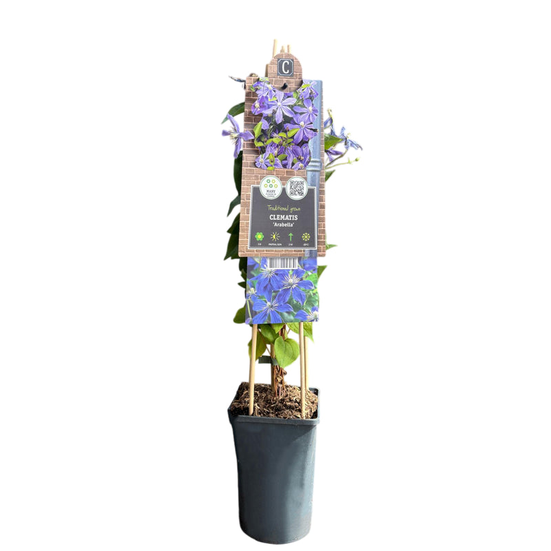 CLEMATIS Arabella 17CM