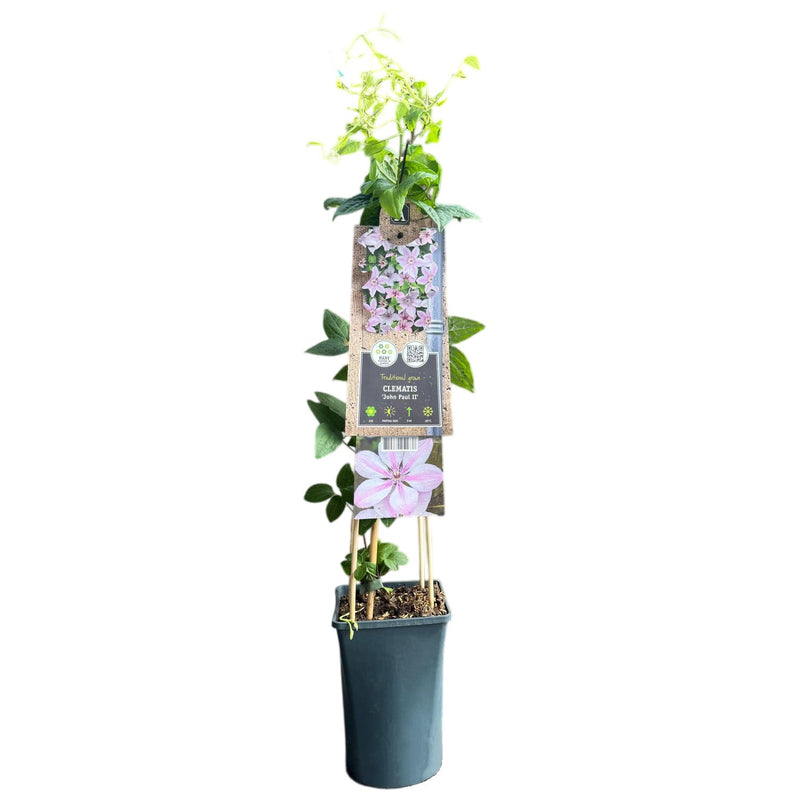 CLEMATIS John Paul II 17cm