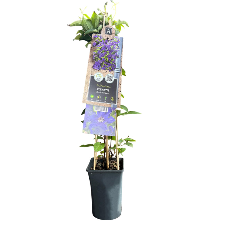 CLEMATIS The President 17cm