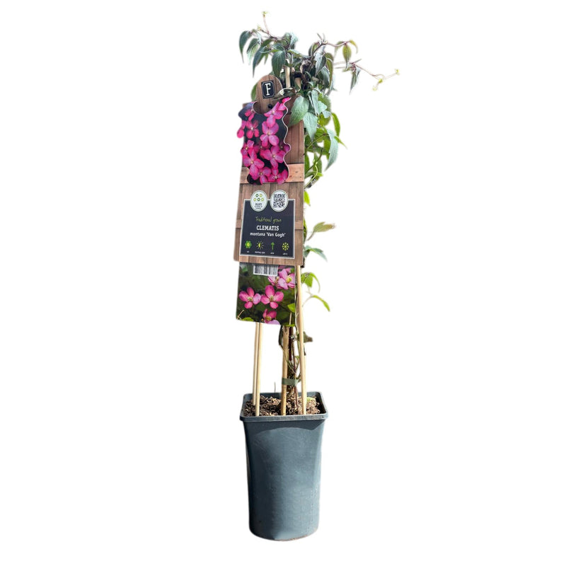 CLEMATIS 'Van Gogh' 17cm