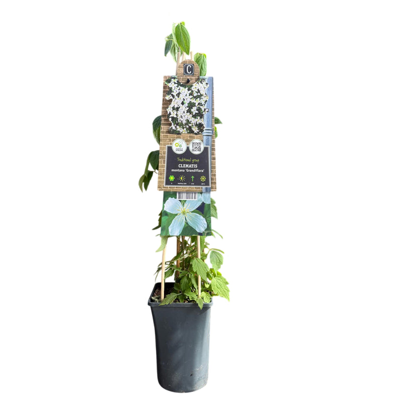 CLEMATIS montana Grandiflora 2L