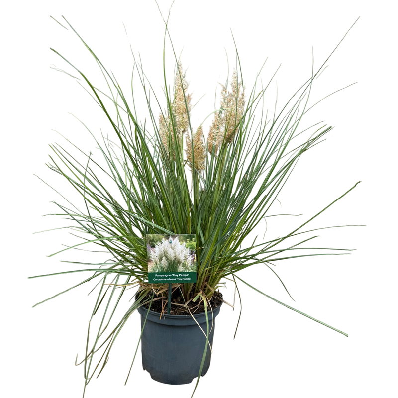 CORTADERIA se. Tiny Pampas 19cm