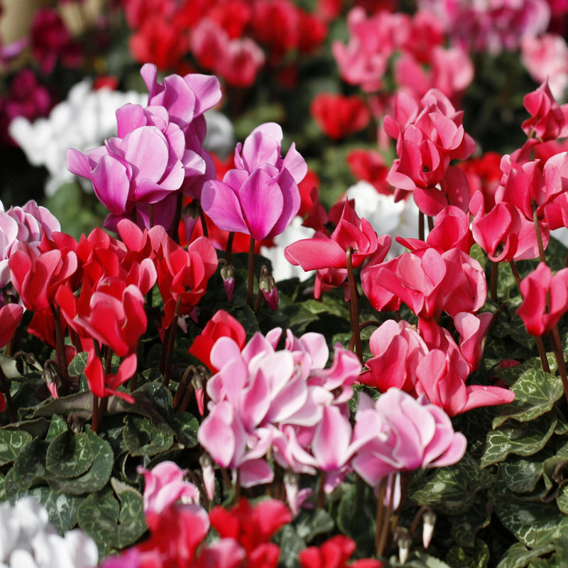 CYCLAMEN Mix 10.5cm